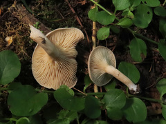 Lactarius glyciosmus