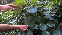 Piper excelsum peltatum