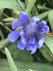Cichorium intybus