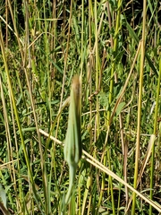 Tragopogon