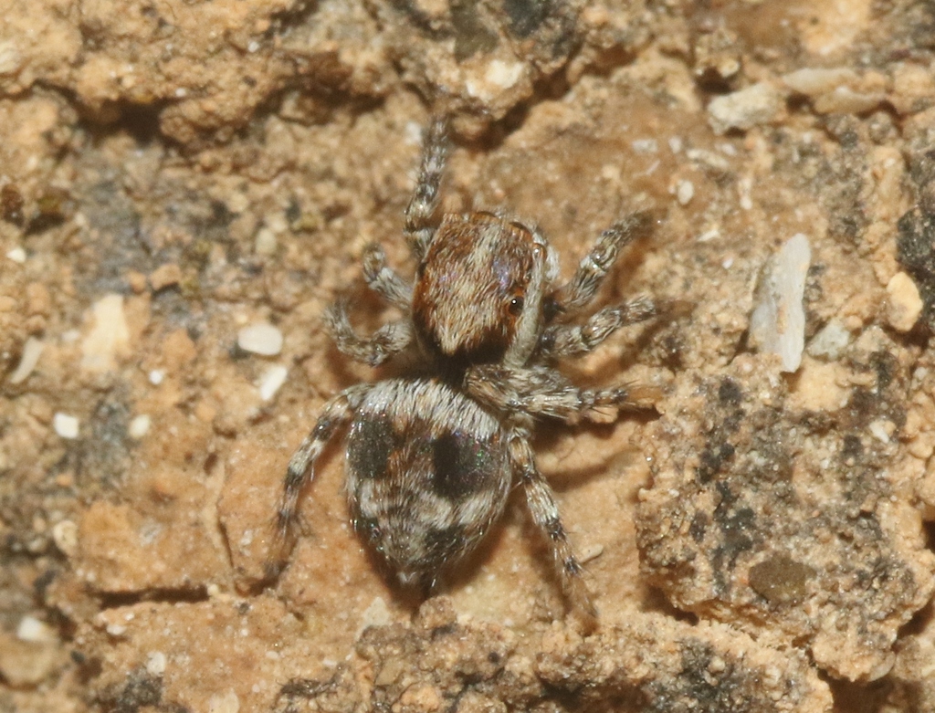 Habrocestum inquinatum