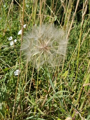 Tragopogon