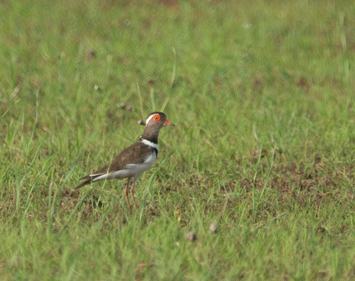 Forbes's Plover (Thinornis forbesi), photo 8