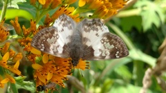 Polyctor cleta