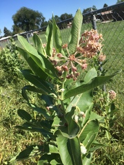 Asclepias speciosa