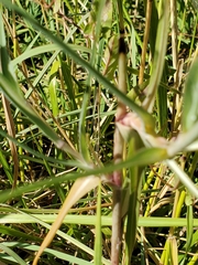 Tragopogon