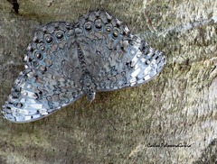 Hamadryas glauconome