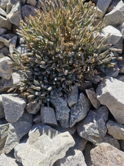 (c) Irisa Hudson, some rights reserved (CC BY) Stellaria roughii, photograph (c) Irisa Hudson, some rights reserved (CC BY)
