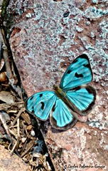 Dynamine postverta mexicana