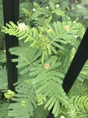 Desmanthus illinoensis