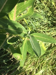 Asclepias speciosa