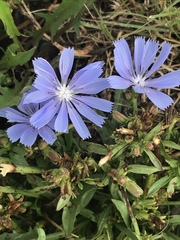 Cichorium intybus