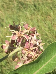 Asclepias speciosa