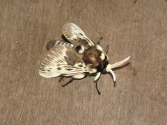 Megalopyge albicollis