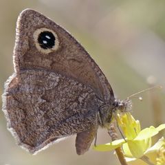 Pampasatyrus yacantoensis
