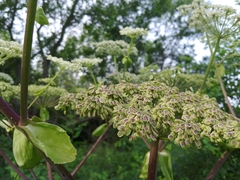 Angelica dahurica