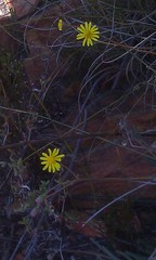 Crassothonna cacalioides