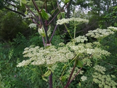 Angelica dahurica