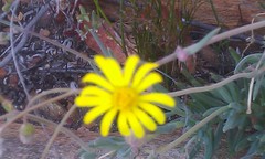 Crassothonna cacalioides