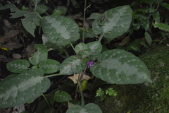 Pseuderanthemum