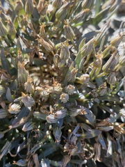 Stellaria roughii, photograph (c) Irisa Hudson, some rights reserved (CC BY)