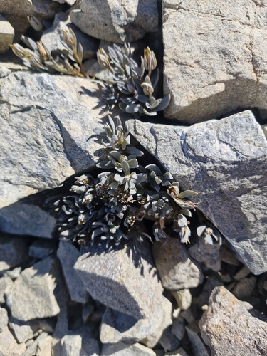 Stellaria roughii, photograph 3