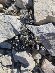 (c) Irisa Hudson, some rights reserved (CC BY) Stellaria roughii, photograph (c) Irisa Hudson, some rights reserved (CC BY)