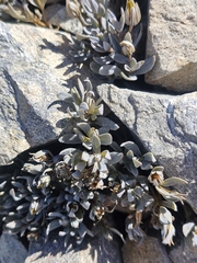 (c) Irisa Hudson, some rights reserved (CC BY) Stellaria roughii, photograph (c) Irisa Hudson, some rights reserved (CC BY)