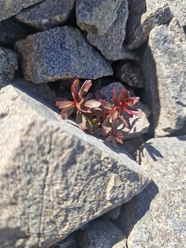 Image of Epilobium pycnostachyum by (c) Irisa Hudson, some rights reserved (CC BY)