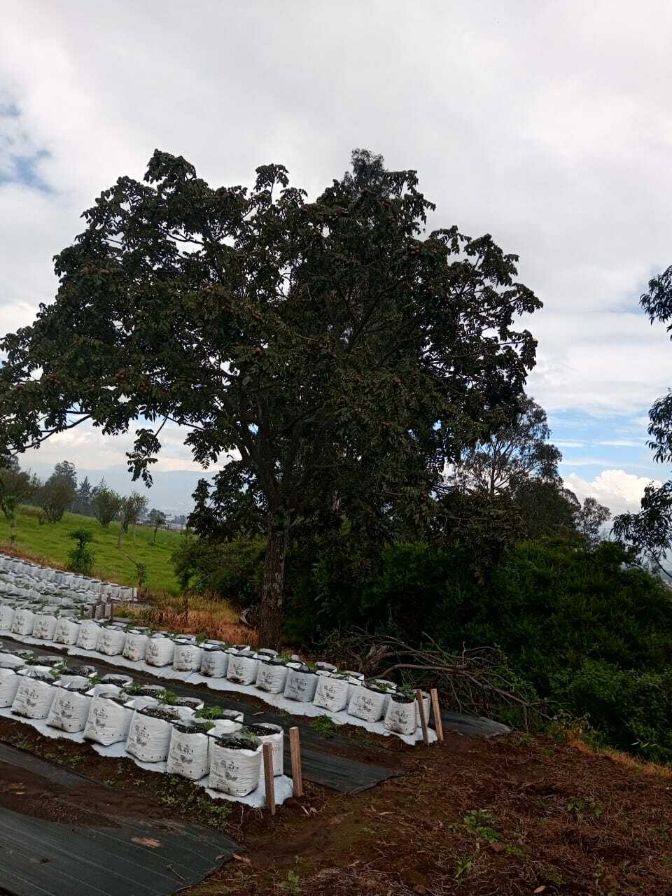 Imagem de Nogal colombiano