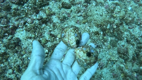 Acrosterigma pristipleura observed 2025-02-14