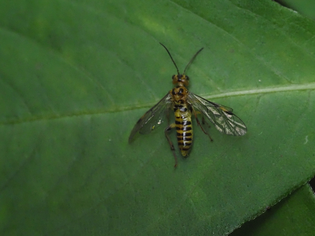 Emphytopsis punctata