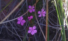 Acmadenia maculata