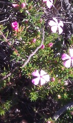Acmadenia maculata
