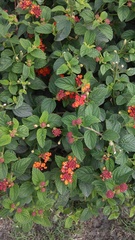 Lantana camara