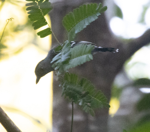 Northern Slaty Antshrike (Thamnophilus punctatus), photo 10