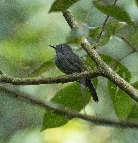 Cinereous Antshrike (Thamnomanes caesius), photo 3