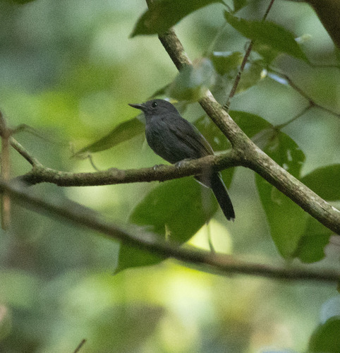 Cinereous Antshrike (Thamnomanes caesius), photo 4