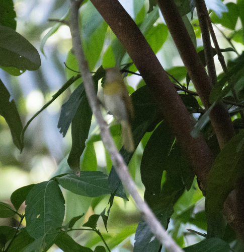 Lemon-chested Greenlet (Hylophilus thoracicus), photo 5