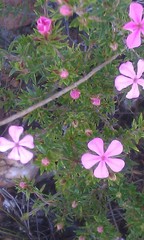 Acmadenia maculata
