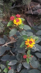 Lantana camara