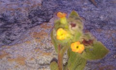 Hermannia salviifolia