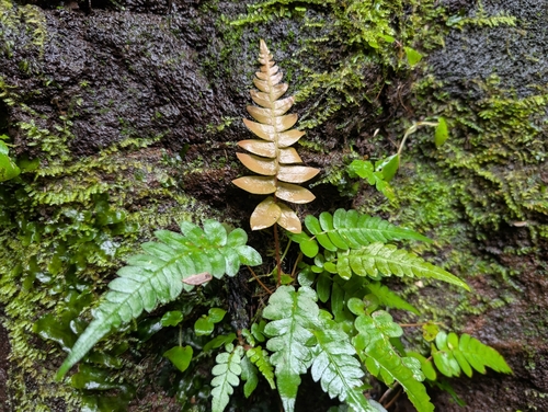 Image of Blechnum appendiculatum by (c) Damien Wallace, some rights reserved (CC BY)