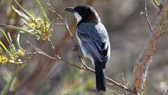 Pachycephala lanioides