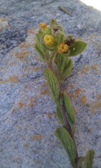 Hermannia salviifolia