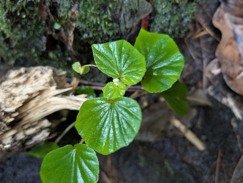 Image of Begonia hirtella by (c) Damien Wallace, some rights reserved (CC BY)