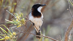 Pachycephala lanioides