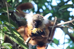 Eulemur macaco