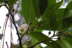 Ternstroemia lineata