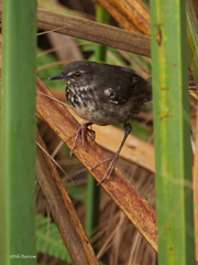 Bradypterus carpalis